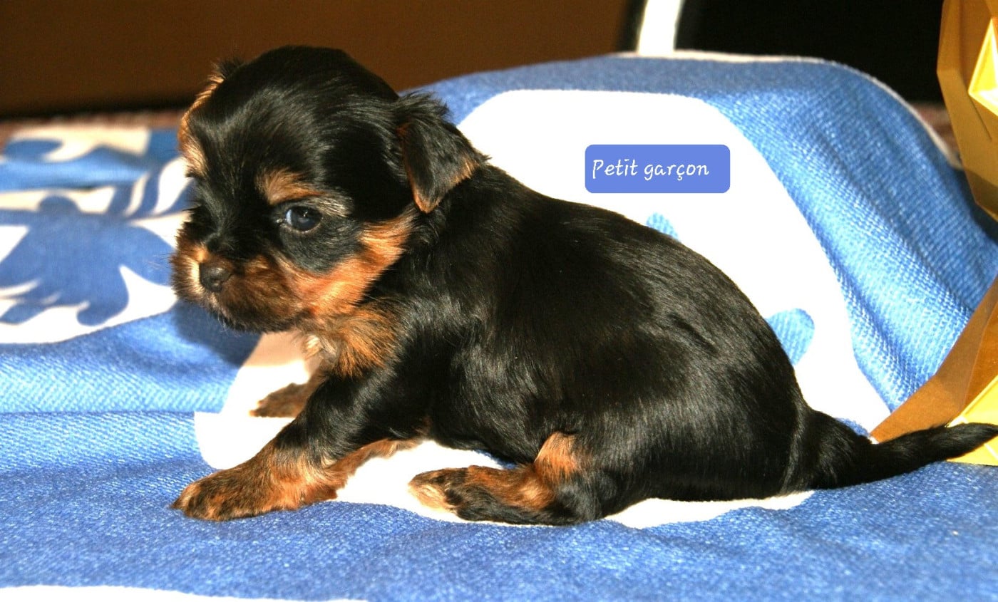 Bleu - Yorkshire Terrier