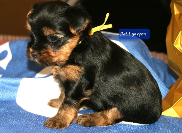 Jaune - Yorkshire Terrier