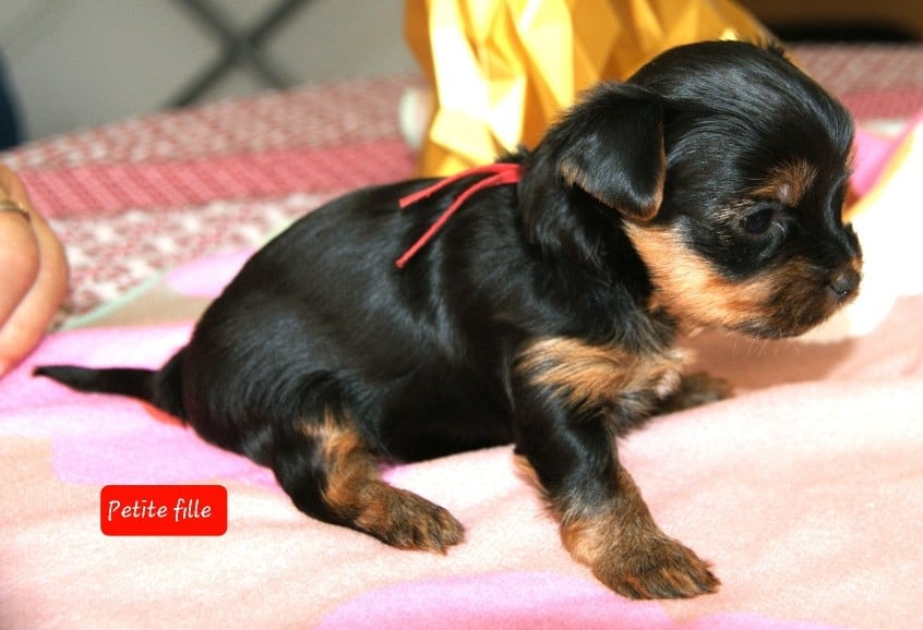 Rouge - Yorkshire Terrier