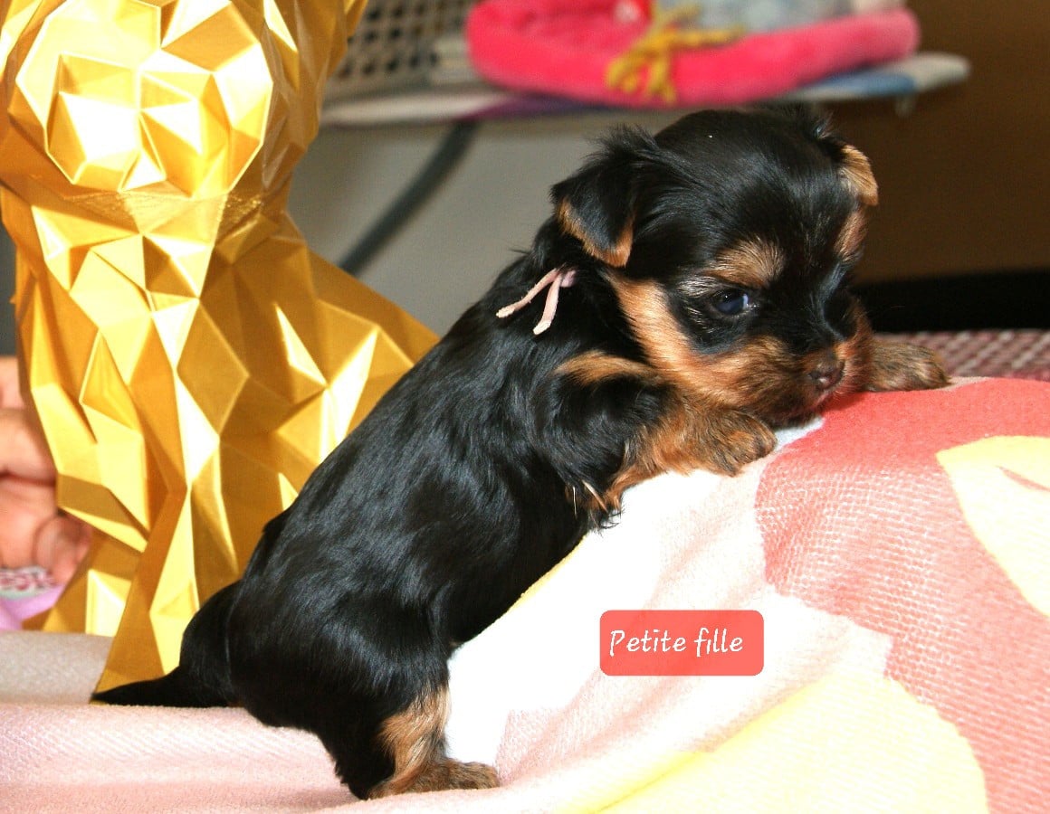Rose - Yorkshire Terrier