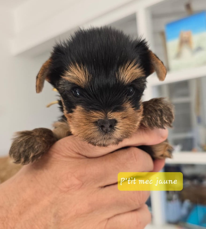 JAUNE - Yorkshire Terrier
