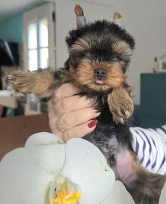 Les chiots de Yorkshire Terrier