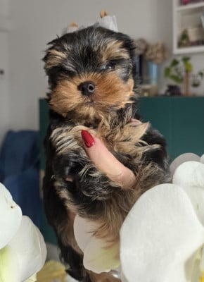 Les chiots de Yorkshire Terrier
