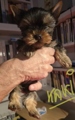 Les chiots de Yorkshire Terrier