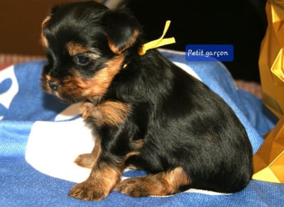 Les chiots de Yorkshire Terrier
