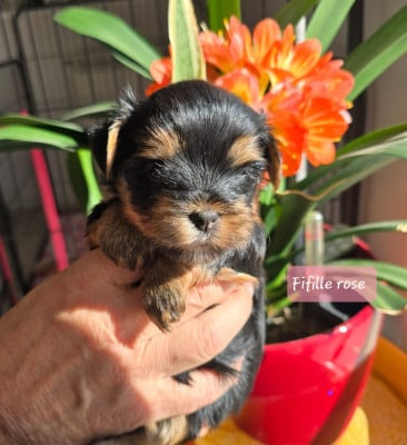 Les chiots de Yorkshire Terrier