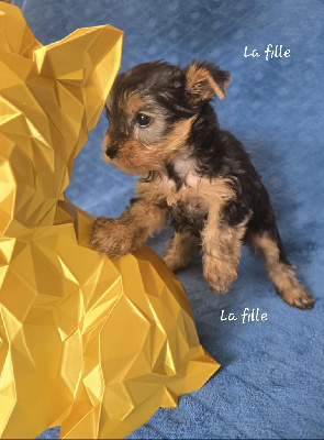 Les chiots de Yorkshire Terrier