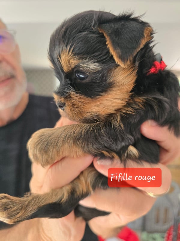 Yorkshire Terrier - Du Domaine De La Lézardière