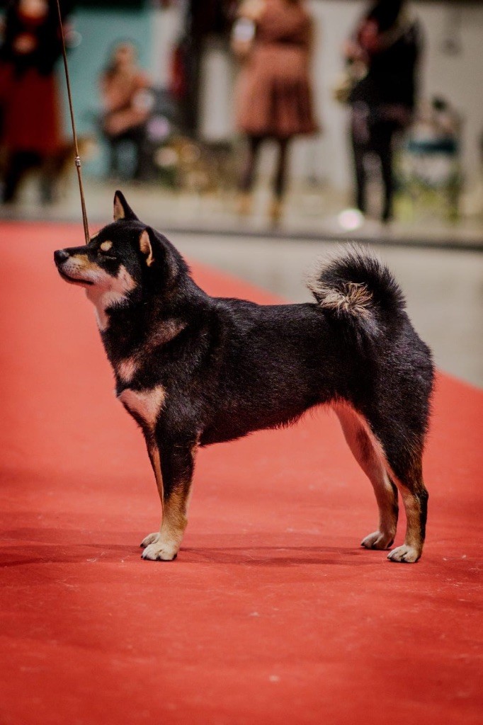 Vvaka hana mizumi Domaine Des Sept Loups