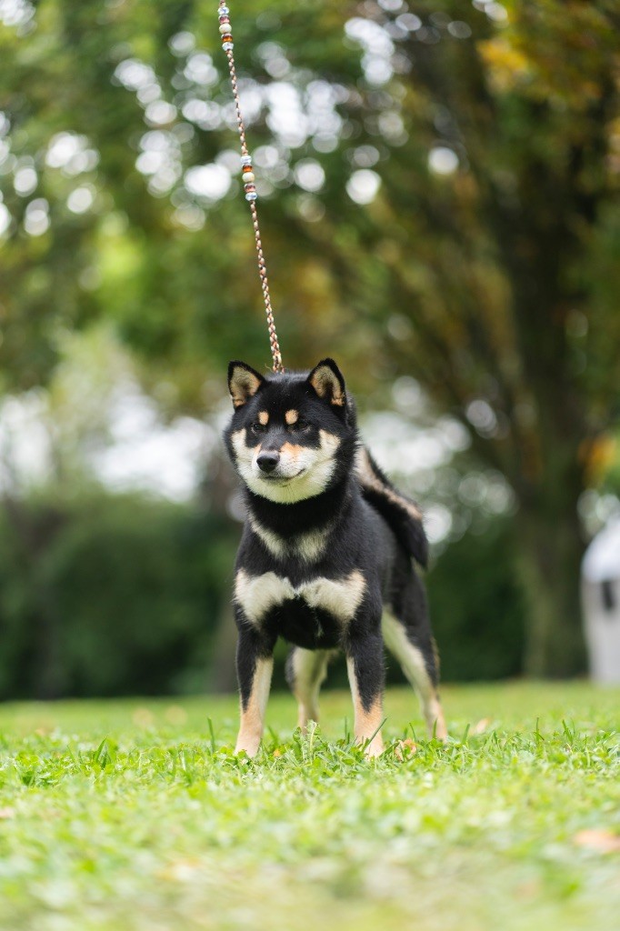 Vvaka hana mizumi Domaine Des Sept Loups