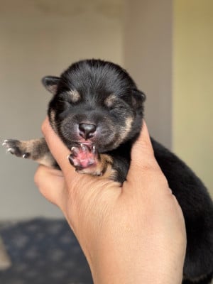 Les chiots de Shiba