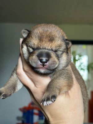 Les chiots de Shiba