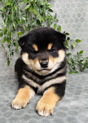 Les chiots de Shiba