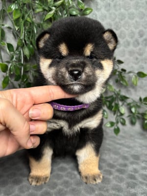 Les chiots de Shiba