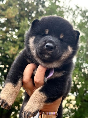 Les chiots de Shiba