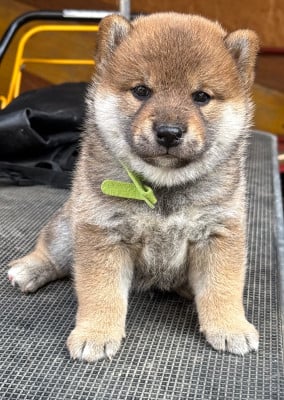 Mâle - Shiba