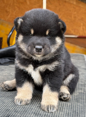 Mâle - Shiba