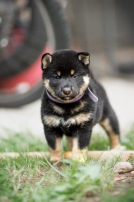 Les chiots de Shiba