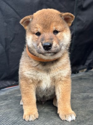 Les chiots de Shiba