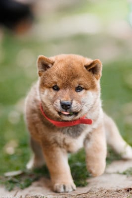 Les chiots de Shiba