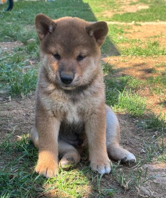 Les chiots de Shiba