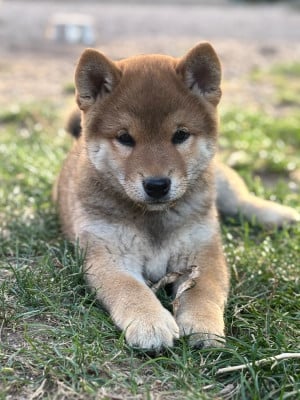 Les chiots de Shiba