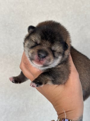 Shiba