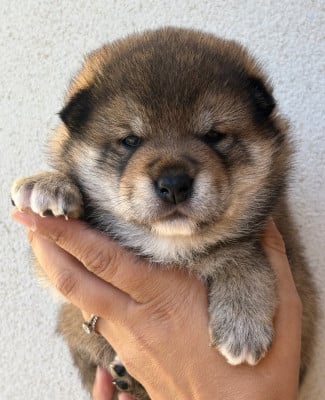 Les chiots de Shiba