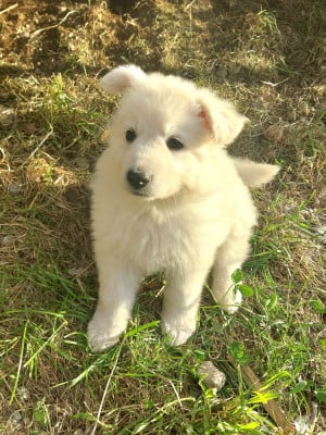 Les chiots de Berger Blanc Suisse