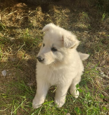 Les chiots de Berger Blanc Suisse