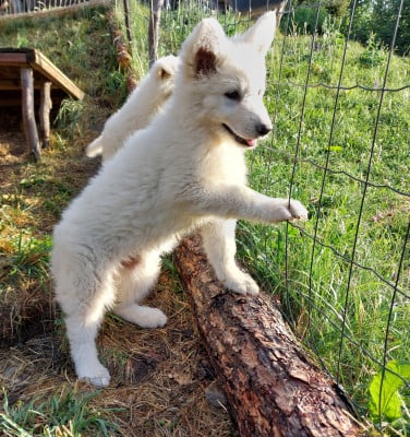 Les chiots de Berger Blanc Suisse