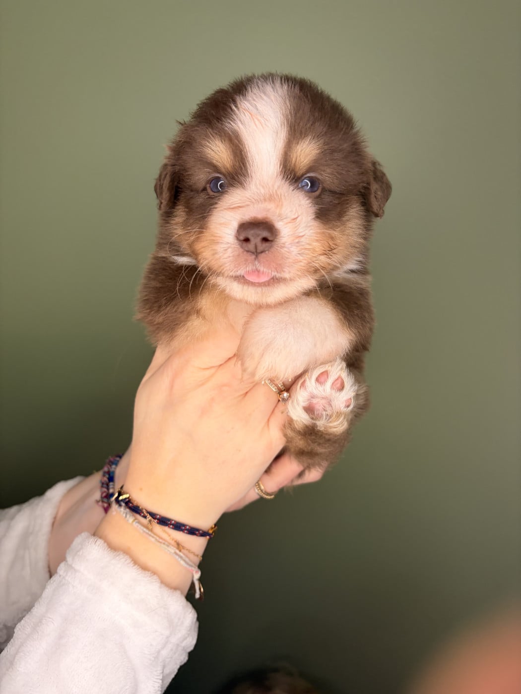 Chiot N°5 - Berger Américain Miniature