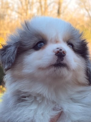 Les chiots de Berger Américain Miniature