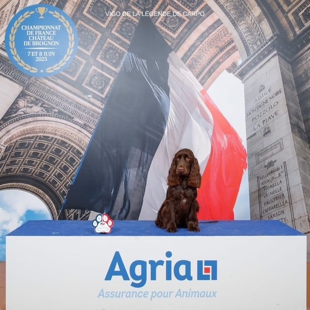 Vigo De La Légende De Carpo