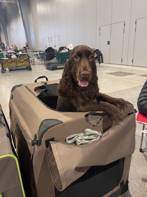 Vigo De La Légende De Carpo