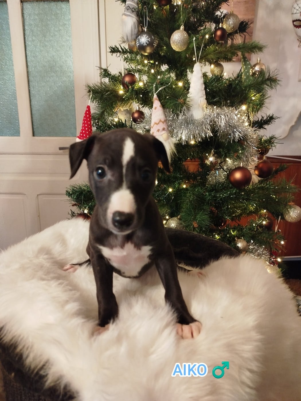 AÏKO DES TERRES DE SYRA