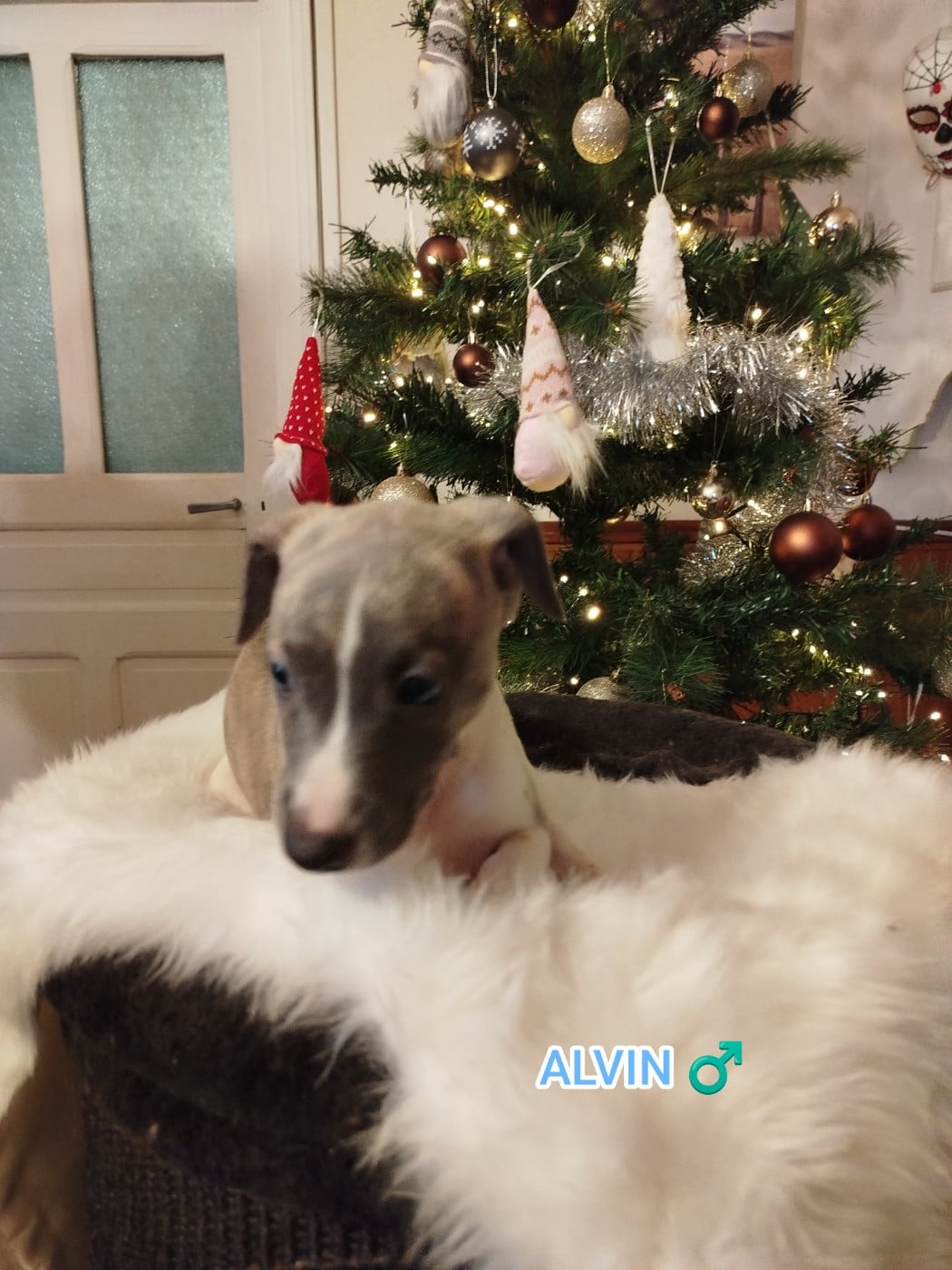 ALVIN DES TERRES DE SYRA