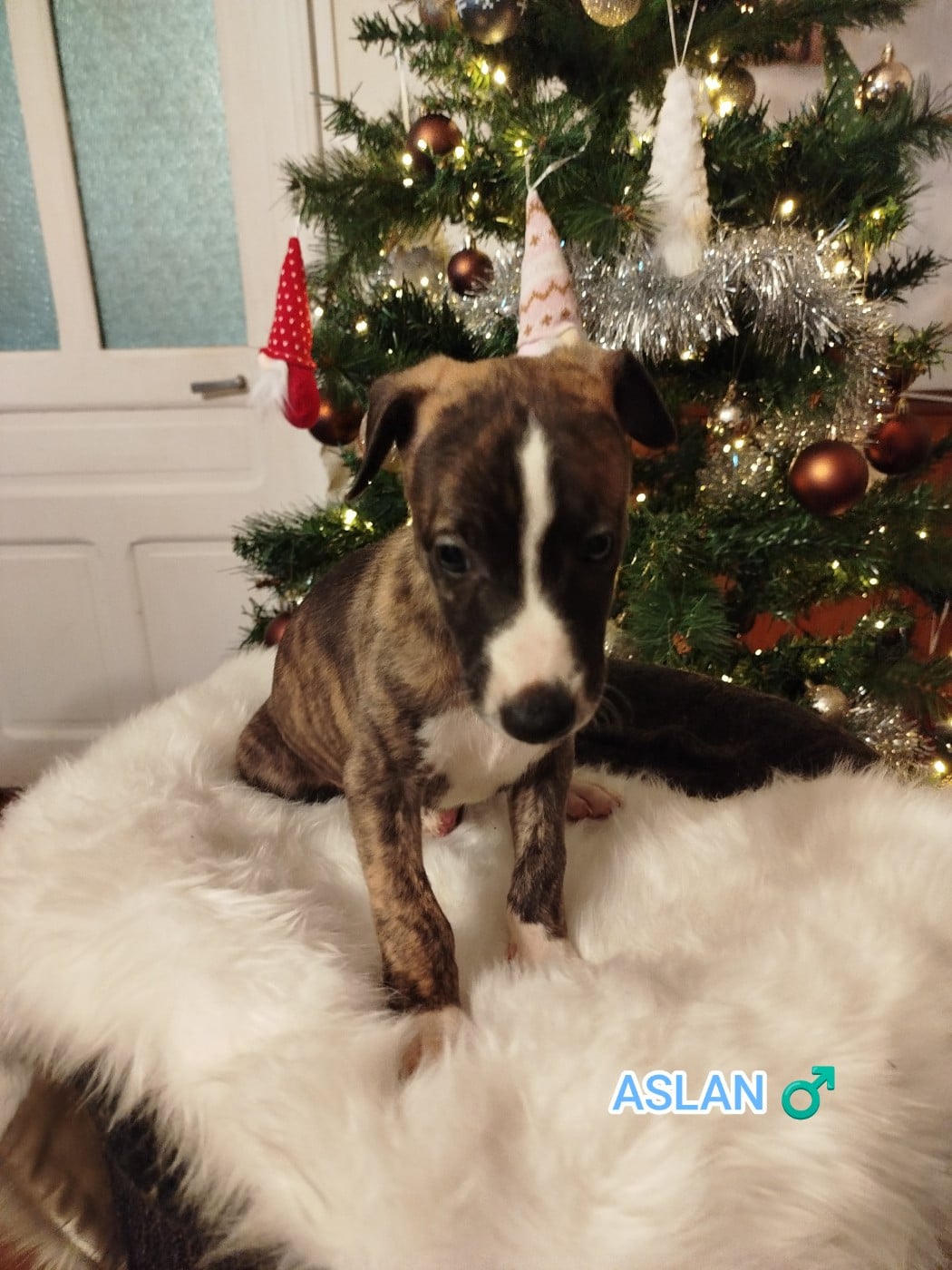 ASLAN DES TERRES DE SYRA