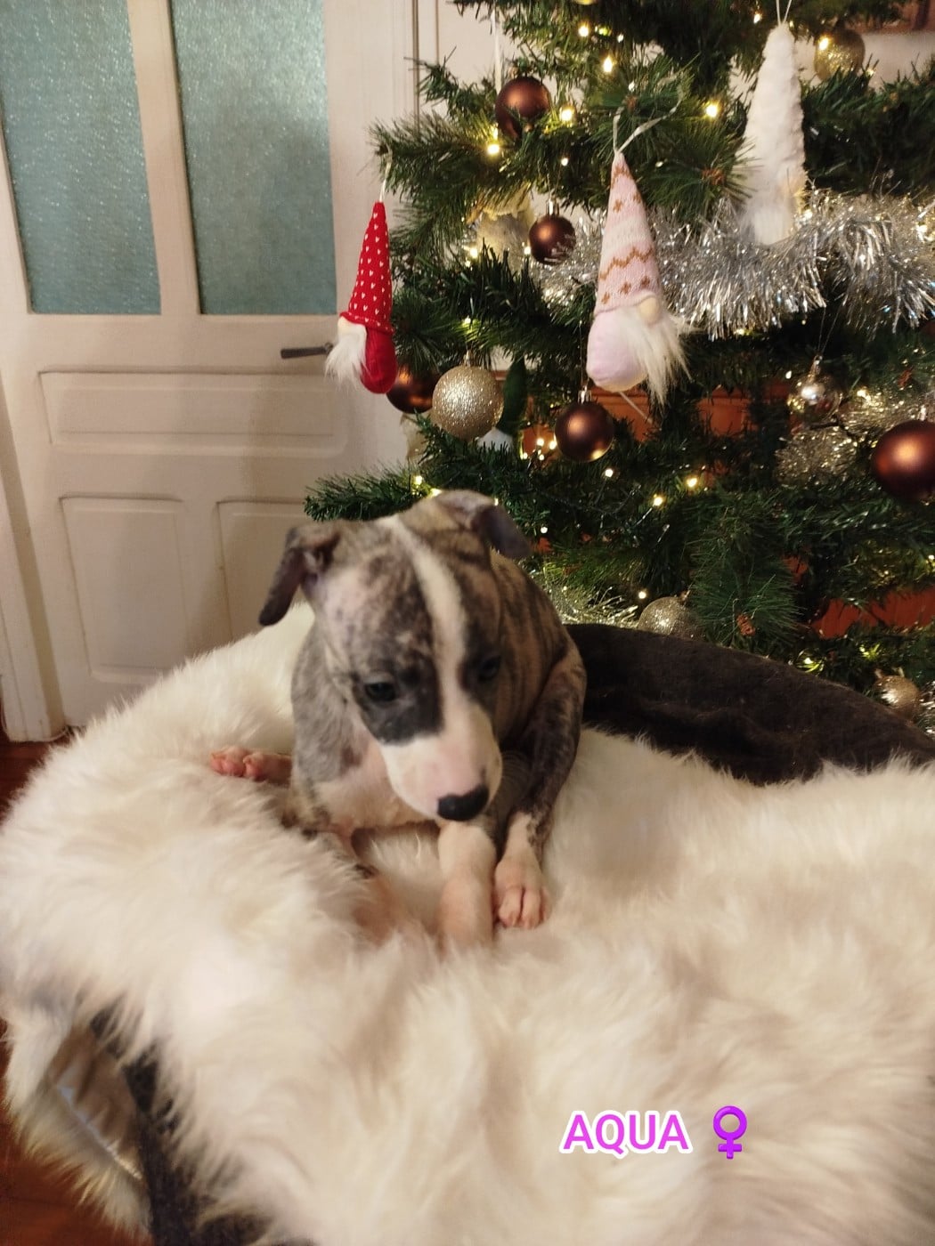 AQUA DES TERRES DE SYRA