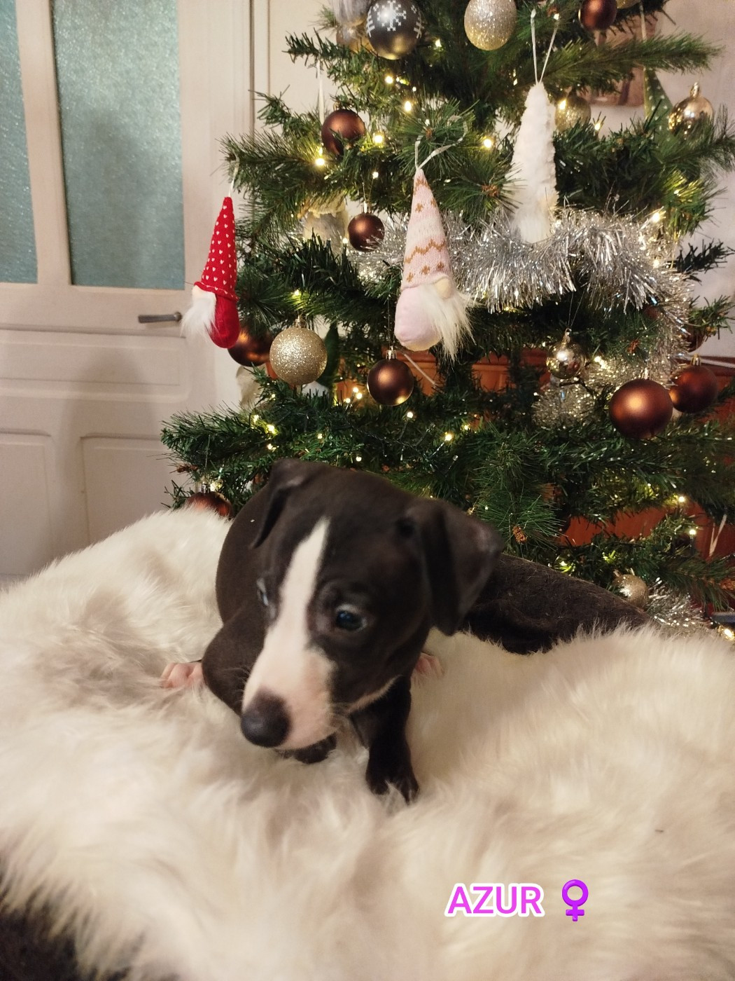 AZUR DES TERRES DE SYRA