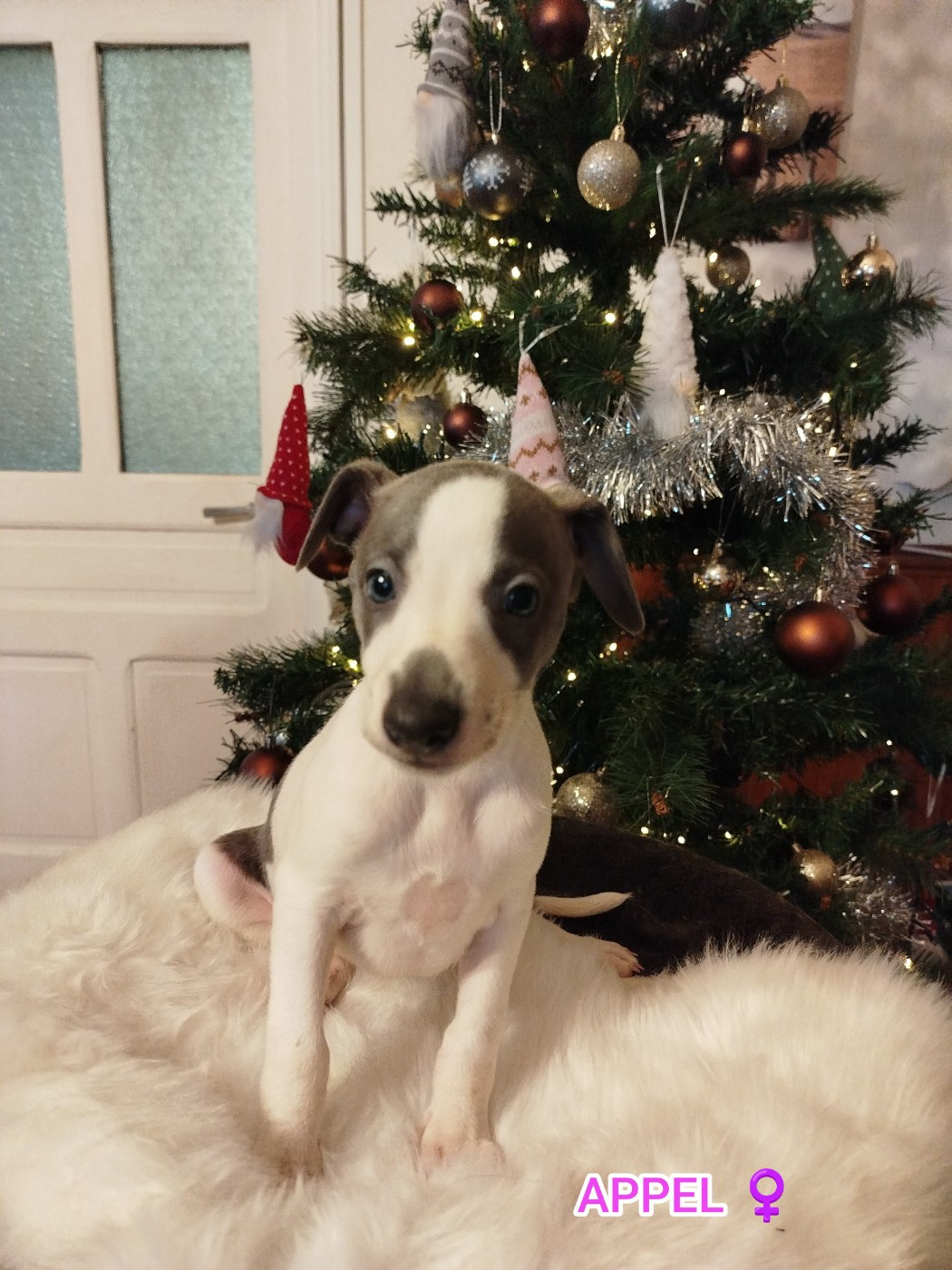 APPEL DES TERRES DE SYRA