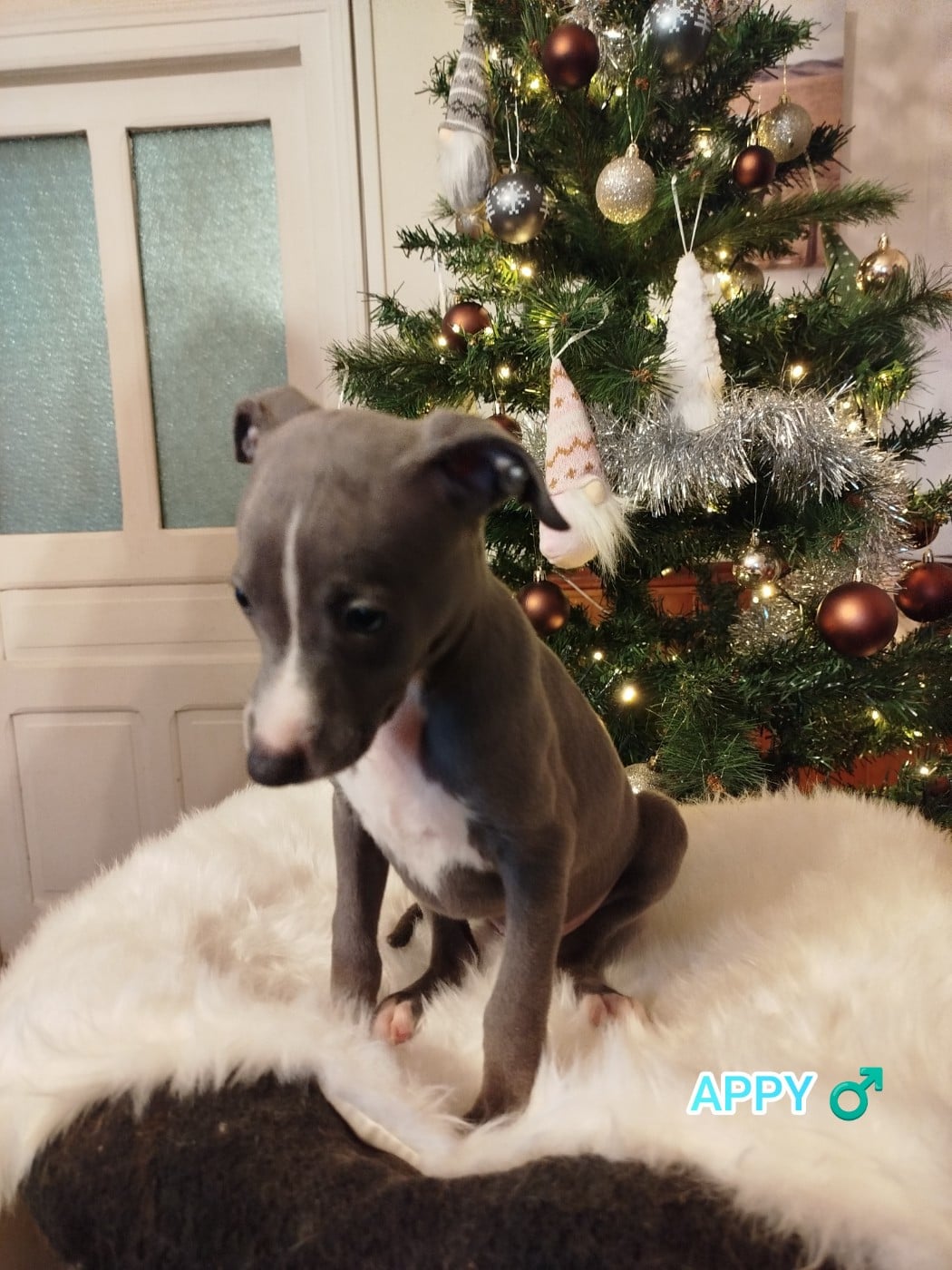 APPY DES TERRES DE SYRA