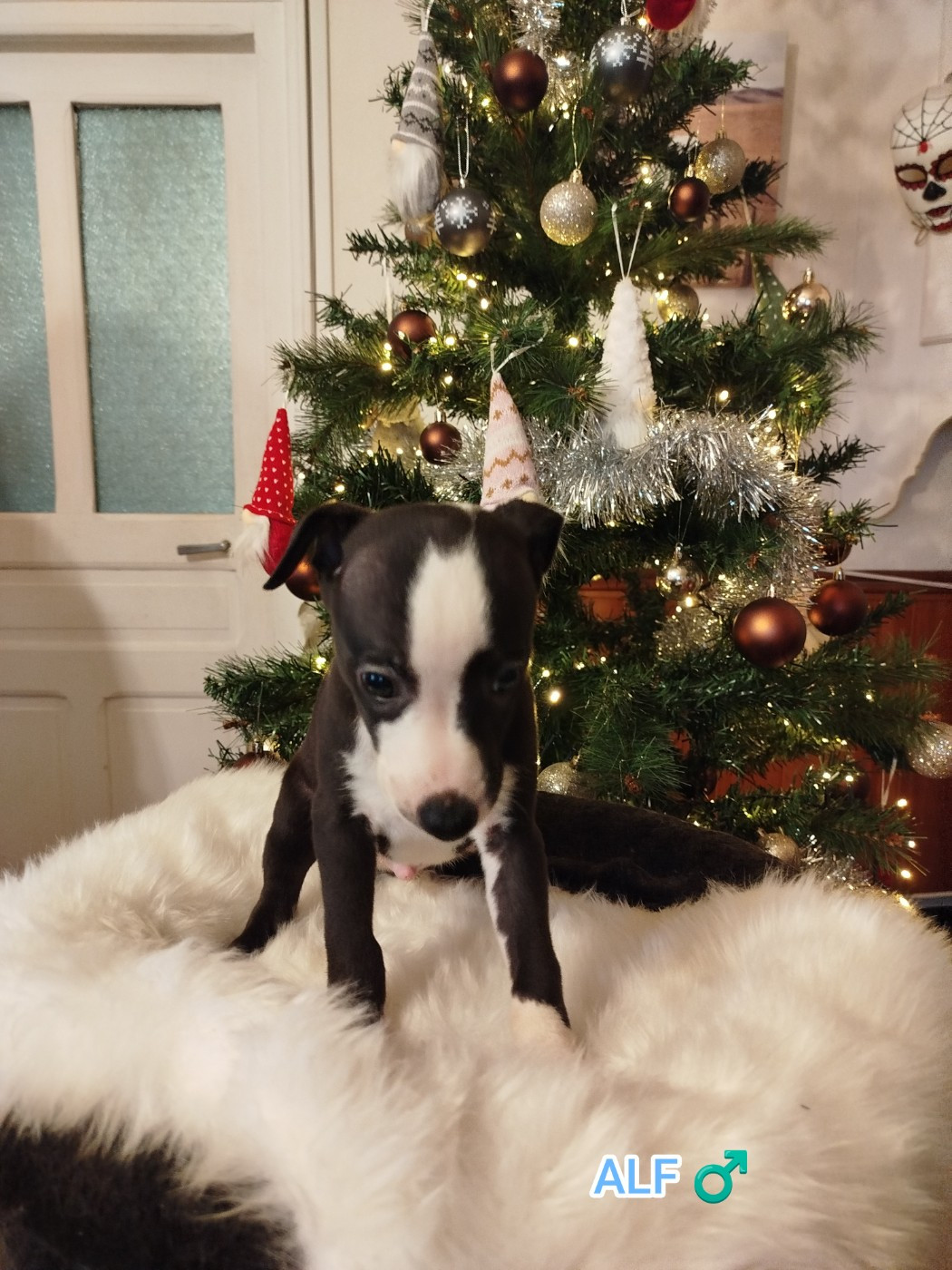 ALF DES TERRES DE SYRA