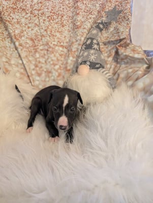 Les chiots de Whippet