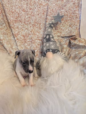 Les chiots de Whippet