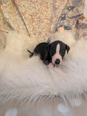 Les chiots de Whippet