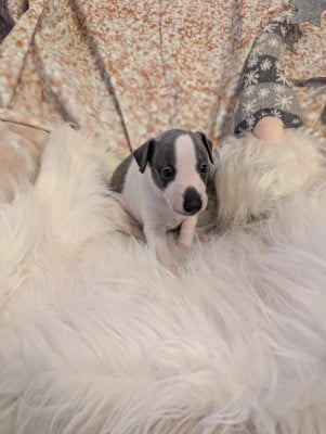 Les chiots de Whippet