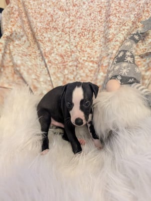 Les chiots de Whippet