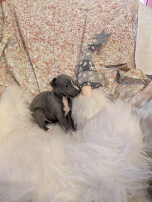 Les chiots de Whippet