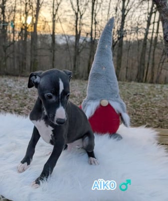 Les chiots de Whippet